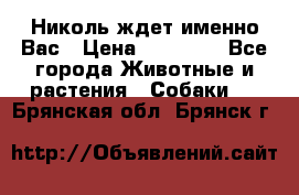 Николь ждет именно Вас › Цена ­ 25 000 - Все города Животные и растения » Собаки   . Брянская обл.,Брянск г.